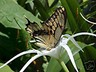 giant swallowtail store logo