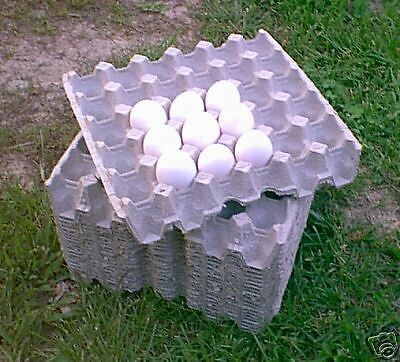 50 Paper chicken egg flats cartons hatching eggs  