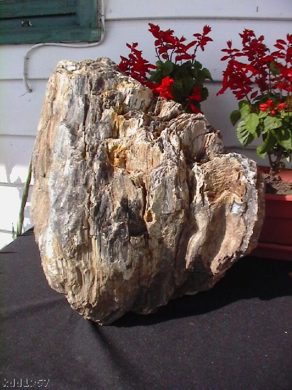 PETRIFIED WOOD LANDSCAPE ROCK SUBLIME  apr. 71 lbs.  