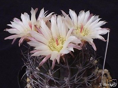 CHILEAN CACTUS (Neoporteria confinis) 20 seeds  