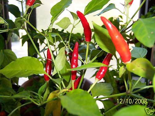 ASSAM, RARE HOT PEPPER FIERY HOT, FROM INDIA FRESH SEED  