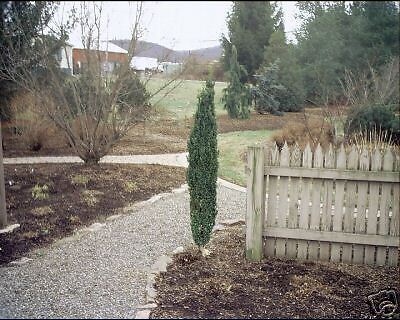 Graham Blandy Boxwood Rooted Cutting PLANT  