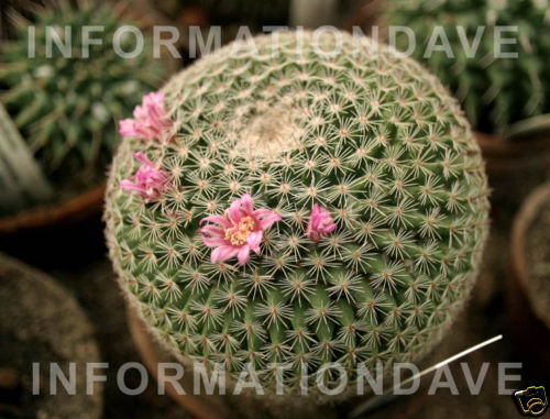 CACTUS Cultivation Full Instructions + FREE BONUS ITEMS  