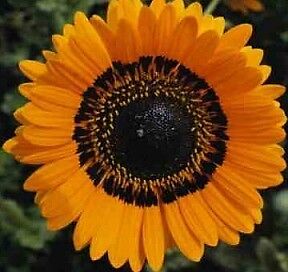 ORANGE Prince Daisy Flower Seeds *Dwarf & Big Blooms*  