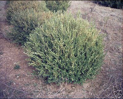 Cousin Leonard Spreading Boxwood Rooted Cutting PLANT  