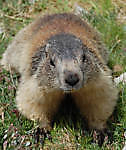 squitho