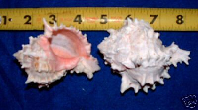 BEAUTIFUL PINK MUREX SEASHELLS HERMIT CRAB wow  