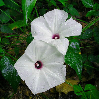   10 Graines IPOMEE ALBA Moon Flower (ipomea multifeda)