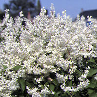 Perennial Silver Lace Vine Seeds Fast Growing